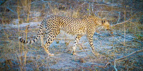 cheetah in kruger national park, mpumalanga, south africa