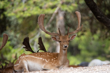 Naklejka na ściany i meble Deer in Aitana Safari park in Alicante, Comunidad Valenciana, Spain.