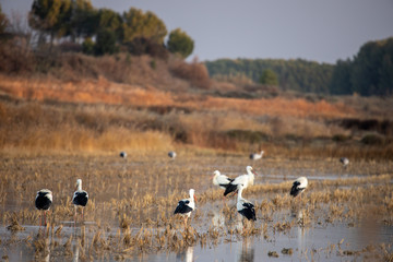 storks eating in field with water