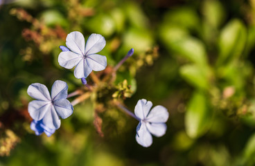 Beautiful forget me not flowers. Close-up image of forget-me-not flower. 