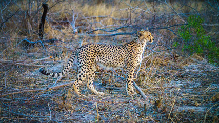 cheetah in kruger national park, mpumalanga, south africa