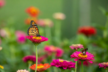 Butterflies in Zinnia Garden