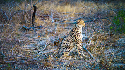 cheetah in kruger national park, mpumalanga, south africa