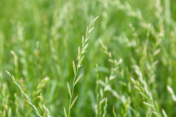Perennial ryegrass (Lolium perenne L.)