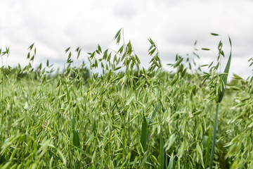 Green ears of oats on the field