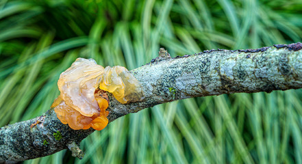 Jelly Fungi