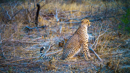 cheetah in kruger national park, mpumalanga, south africa