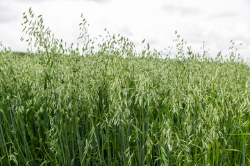 Green ears of oats on the field