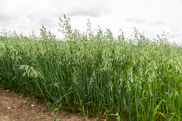 Fototapeta premium Green ears of oats on the field