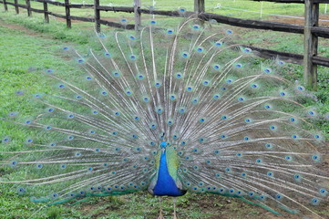 Obraz premium peacock with feathers out