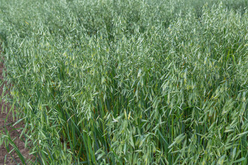 Green ears of oats on the field