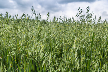 Green ears of oats on the field