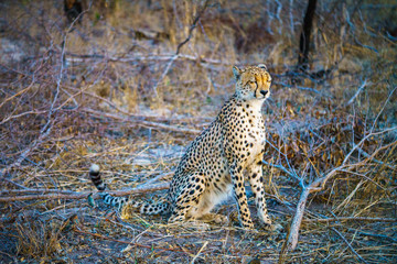 cheetah in kruger national park, mpumalanga, south africa