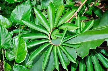 green tropical spiral plant