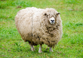 Fototapeta premium Sheep with black face in summer organic farm
