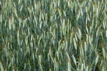 field of wheat