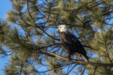 American bald eagle perched in a pine tree.