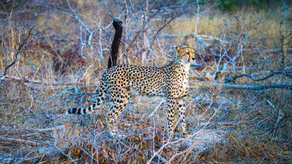 cheetah in kruger national park, mpumalanga, south africa
