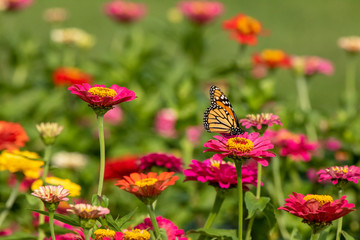 Monarch Butterfly on Pink Zinnia