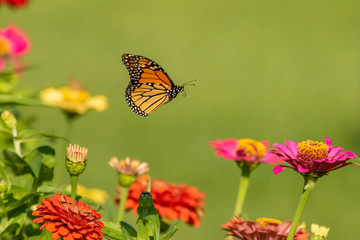 Fototapeta na wymiar Monarch Butterfly in Flight
