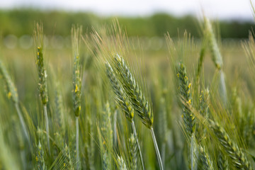field of wheat