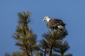 Alert bald eagle looks for fish.