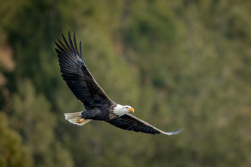 Bald eagle soaring low near the trees.