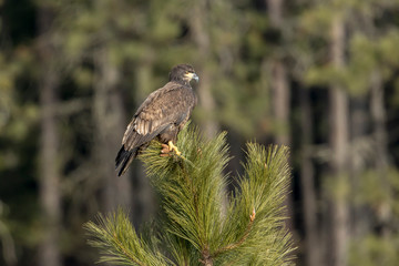 Alert eagle perched on a tree top.