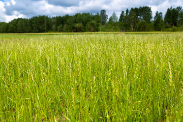 field of green Perennial ryegrass (Lolium perenne L.)