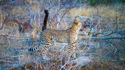 cheetah in kruger national park, mpumalanga, south africa