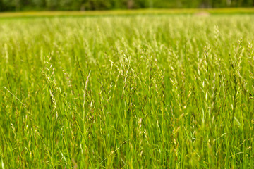 Perennial ryegrass (Lolium perenne L.)