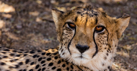 A Cheetah at a Cheetah Farm near Solitaire, a Small Town in Central Namibia
