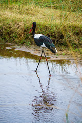 saddle-billed stork respectively saddlebill in kruger national park, mpumalanga, south africa