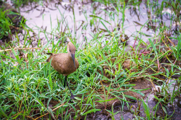 bird in kruger national park, mpumalanga, south africa