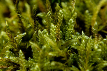 Close up of moss on a wall