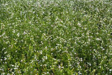 cover crops oil radish (Raphanus seradella the var. plants) in white on a field