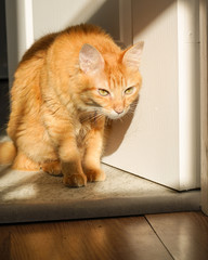 Ginger tabby cat sitting in grass on a warm summer evening