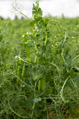  Closeup of growing peas 