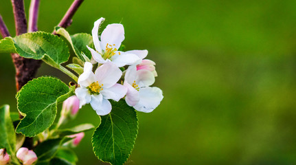 Apple flowers on a green background and place for text_