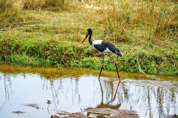 saddle-billed stork respectively saddlebill in kruger national park, mpumalanga, south africa