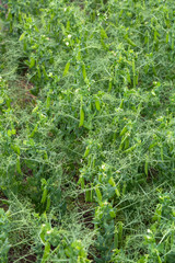  Closeup of growing peas 
