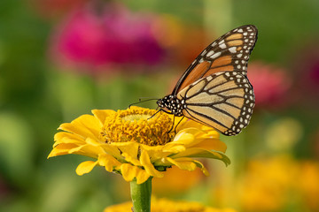 Monarch Butterfly on Yellow Zinnia