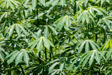 Leaf of Cassava, also called manioc, yuca, balinghoy, mogo, mandioca, kamoteng kahoy, tapioca and manioc root, a woody shrub of the Euphorbiaceae family native to South America.