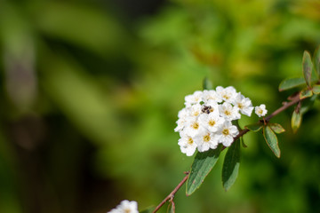 flowers in nature background