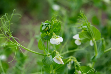Blooming vegetable pea in the field
