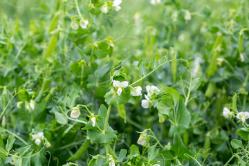 Blooming pea plants. Beautiful white flowers, green field background. 
