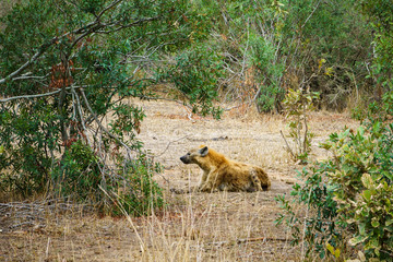 hyena in kruger national park, mpumalanga, south africa