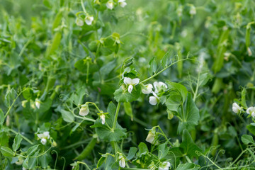 Blooming vegetable pea in the field