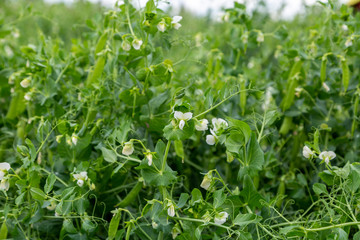 Blooming vegetable pea in the field
