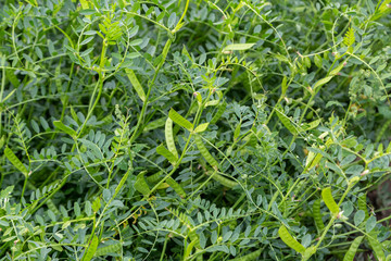 Vika sowing (spring), peas sowing agricultural growing in the field